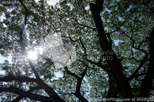 Image of Sun breaks through the lush leaves 