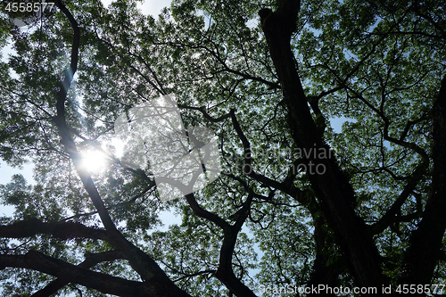 Image of Sun breaks through the lush leaves 