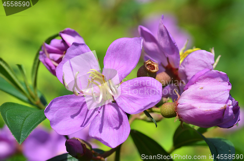 Image of Common Melastoma flower in full bloom