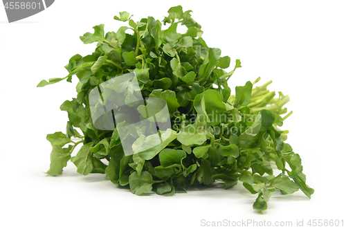 Image of Freshly picked organic watercress