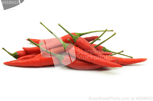 Image of Red hot chilli pepper isolated