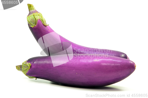 Image of Eggplant or aubergine isolated