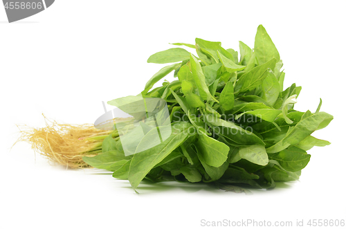 Image of Fresh Chinese spinach isolated