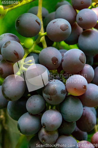Image of Close-up of a branch of a red grapes with green leaves. Organic food