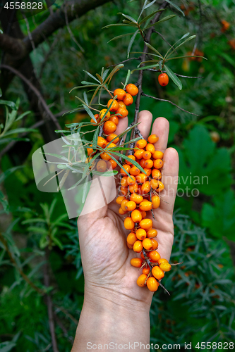 Image of A man\'s hand holds a green branch with sea-buckthorn against the backdrop of a green garden. Useful berry used in medicine