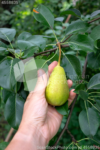 Image of Green branch with a pear in a rural garden. A man\'s hand takes a pear