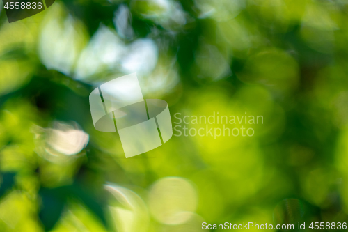 Image of Natural with a bokeh effect a layout of green foliage in a summe