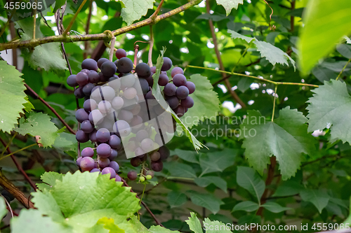 Image of In the garden is a branch of bunches of grapes. Growing Organic Food