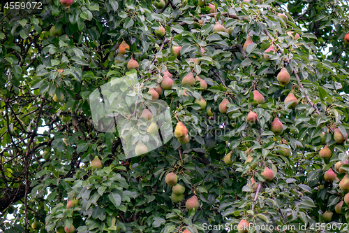 Image of Rural garden. Pear tree with lots of organic fruits.