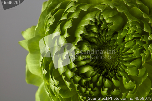 Image of close-up of a beautiful gray flower on a green background