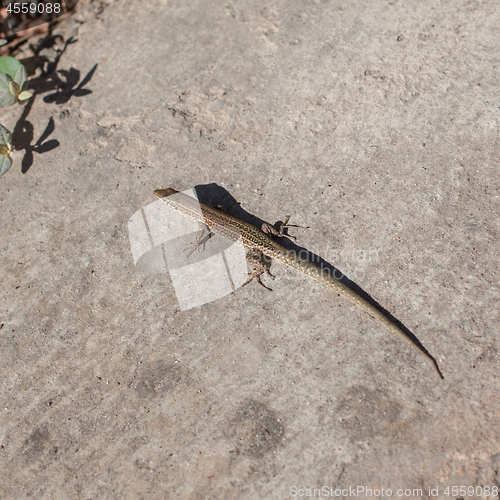 Image of Little lizard on sand