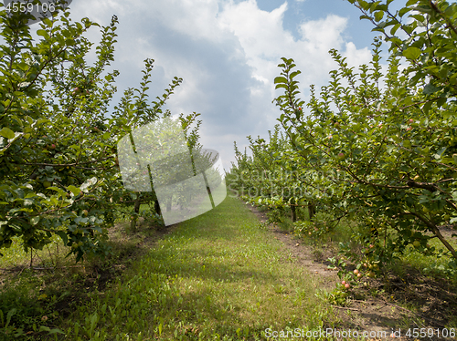 Image of Agricultural apple orchard before harvest against a cloudy sky background