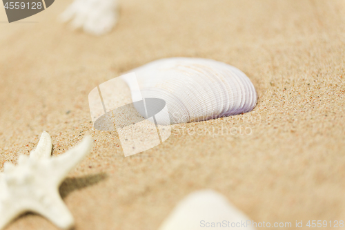 Image of seashells on beach sand