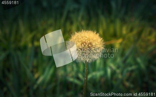 Image of  Dandelion Flower Seed Head Close-up In The Morning Sunlight