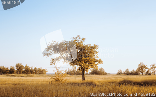 Image of Rural Landscape With A Lonely Tree