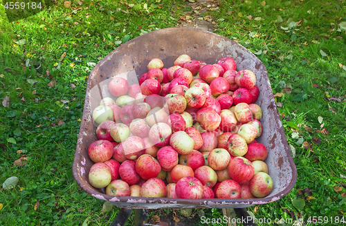 Image of Wheelbarrow Full Of Harvested Ripe Apples