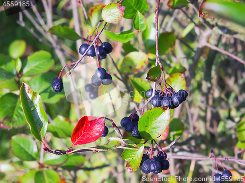 Image of Bunches of Chokeberry in Autumn Sunlight