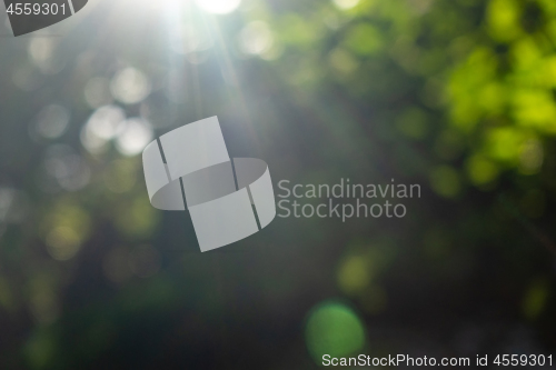 Image of Summer green garden. Beautiful natural blurred bokeh background with bright sun rays.