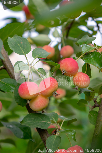 Image of A green branch with small red apples in a rural garden. Eco-Friendly Fruit