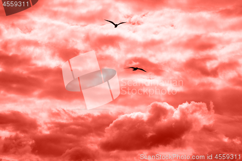 Image of Flying birds on a background of the cloudy sky in a fashionable pantone trendy color of the year 2019 Living Coral.