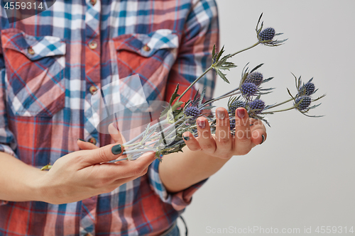 Image of Hands of a girl holding blue flowers eryngium