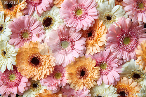 Image of Natural floral background of white, pink, orange gerbera. Flower concept