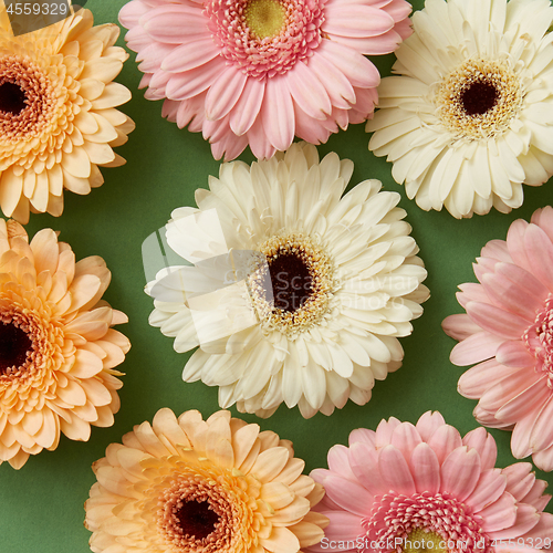 Image of Flower pattern from gerberas isolated on paper green background