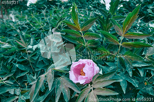 Image of A peony bush with a blossoming pink flower. Floral background