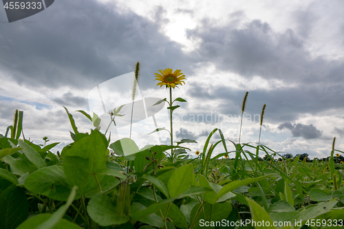 Image of Lone yellow sunflower in a field against a cloudy sky background. Natural background