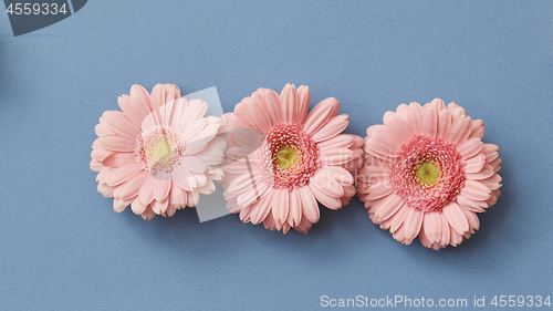 Image of Pink gerbera isolated on a blue paper background