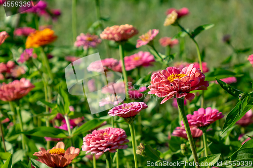 Image of Bright different flowers of cynia in the summer garden. Beautiful blooming background