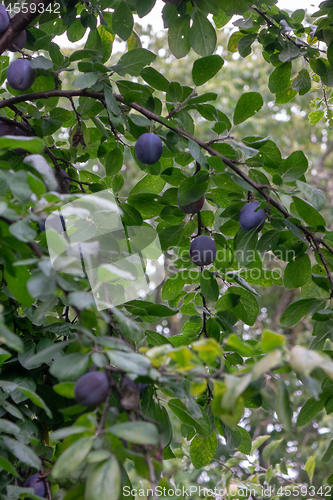 Image of Fruit tree with ripe plums in the farm garden. Growing of organic products