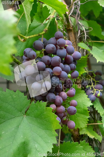 Image of A bunch of ripe grapes with green leaves in the garden.