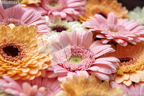Image of Background of bright pink and orange gerberas. Flower concept