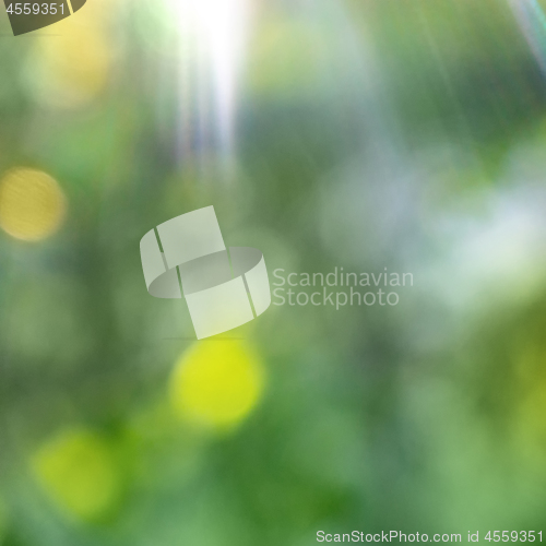 Image of Green blurred foliage with bright sun rays. Natural bokeh backgr