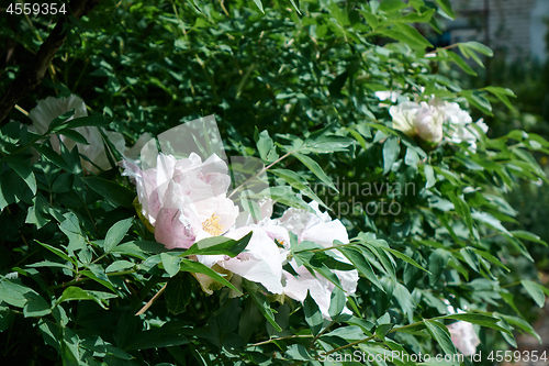 Image of Lovely green garden with white peony bushes