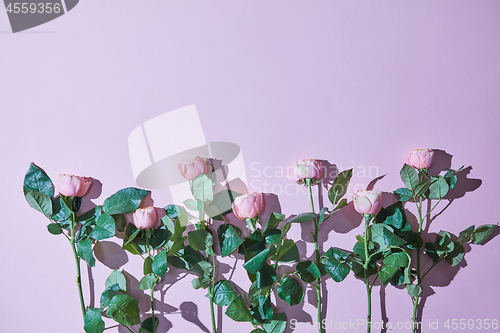 Image of Composition of pink roses with shadows on a purple background