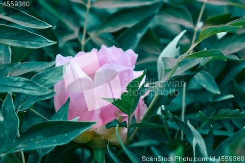 Image of A pink peony flower blooming on a bush, shot close-up against a background of green foliage in the summer in a botanical garden.