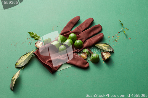 Image of green chocolate candy with jelly