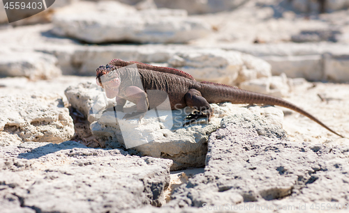 Image of exuma island iguana in the bahamas