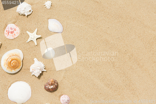 Image of seashells on beach sand