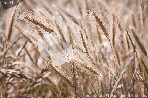 Image of Organic golden ripe ears of wheat in field.