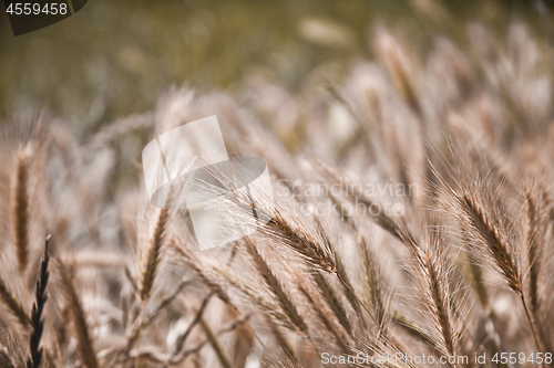 Image of Golden ripe ears of wheat in field, soft focus.