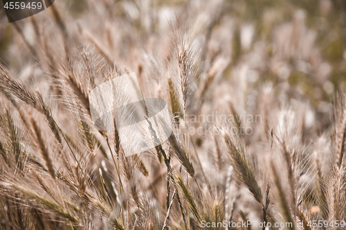 Image of Golden ripe ears of wheat in field, soft focus.