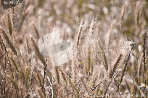 Image of Golden ripe ears of wheat in field, soft focus.