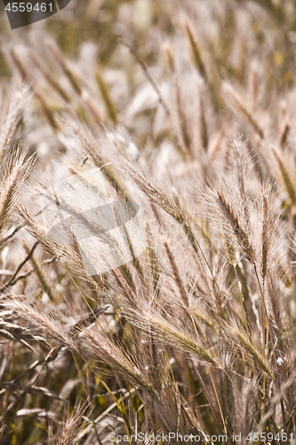 Image of Organic golden ripe ears of wheat in field.