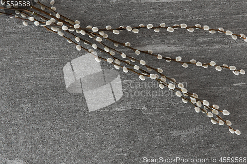 Image of pussy willow branches on stone background