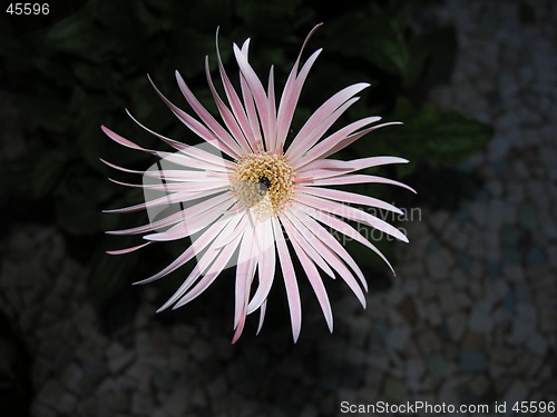 Image of pink pointed flower