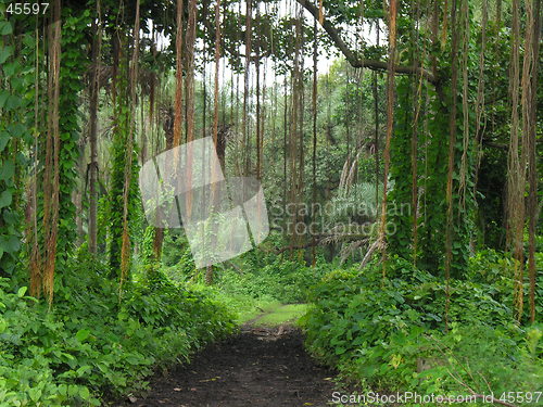 Image of banyan tree