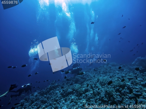 Image of Scuba diver descending to the bottom